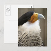 Created Caracara Bird Foto Postkarte (Vorne/Hinten)
