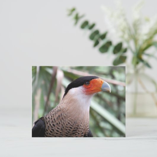 Created Caracara Postcard Postkarte (Stehend Vorderseite)