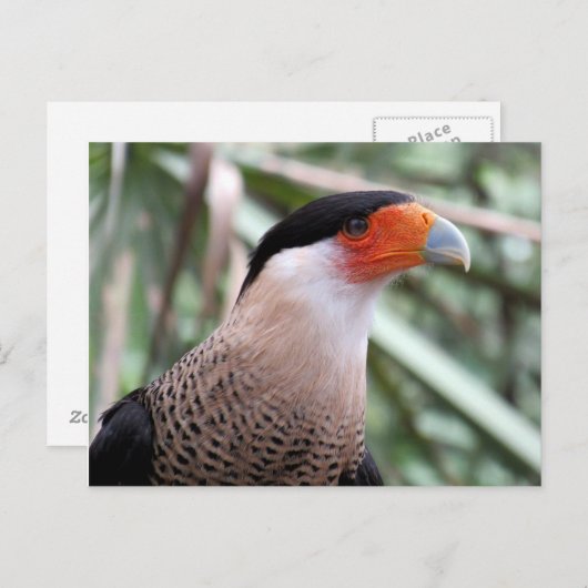 Created Caracara Postcard Postkarte (Vorne/Hinten)