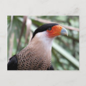 Created Caracara Postcard Postkarte (Vorderseite)