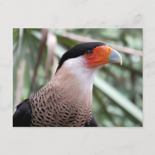 Created Caracara Postcard Postkarte (Vorderseite)
