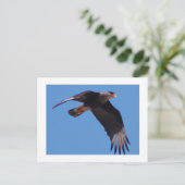 Created Caracara Postkarte (Stehend Vorderseite)