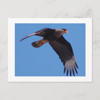 Created Caracara Postkarte