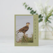 Created Caracara Postkarte (Stehend Vorderseite)
