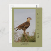 Created Caracara Postkarte (Vorne/Hinten)