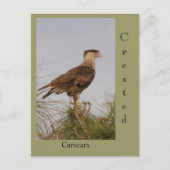 Created Caracara Postkarte (Vorderseite)