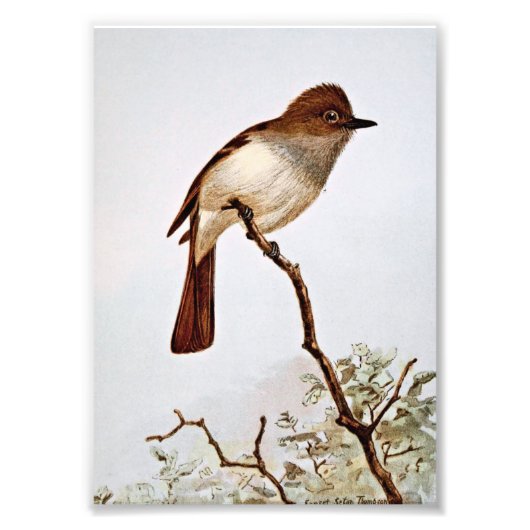 Creative Flycatcher Vintag Art Fotodruck (Vorne)