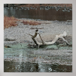 Creek Foto Poster