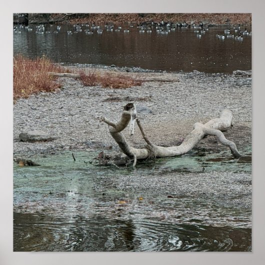 Creek Foto Poster (Vorne)