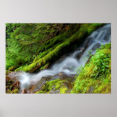 Creek im Rainier Nationalpark Poster (Vorne)