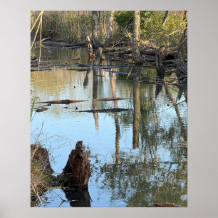 Creek Waterscape Reflections Foto Poster