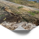 Creek Waterscape Reflections Poster (Ecke)