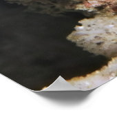 Creeping Chromodoris Poster (Ecke)