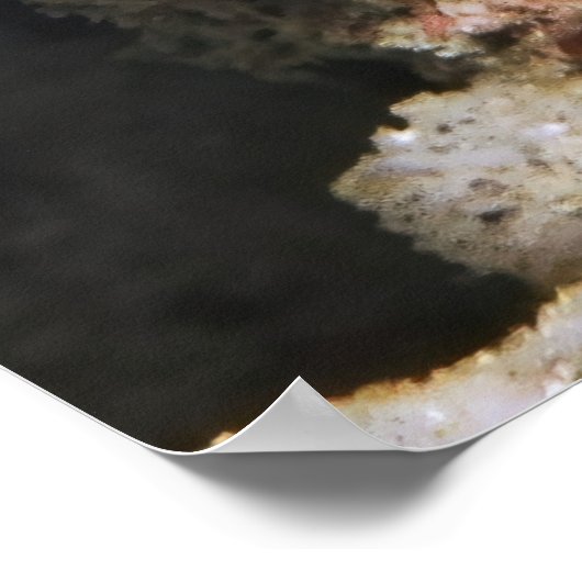 Creeping Chromodoris Poster (Ecke)