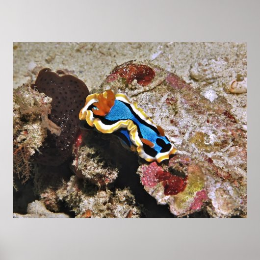 Creeping Chromodoris Poster (Vorne)