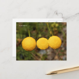 Creeping Gold Buttons Cotula Tiffindell Gold Flown Postkarte