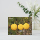 Creeping Gold Buttons Cotula Tiffindell Gold Flown Postkarte (Stehend Vorderseite)