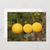 Creeping Gold Buttons Cotula Tiffindell Gold Flown Postkarte (Vorne/Hinten)