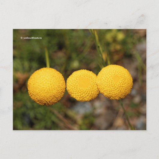 Creeping Gold Buttons Cotula Tiffindell Gold Flown Postkarte (Vorderseite)