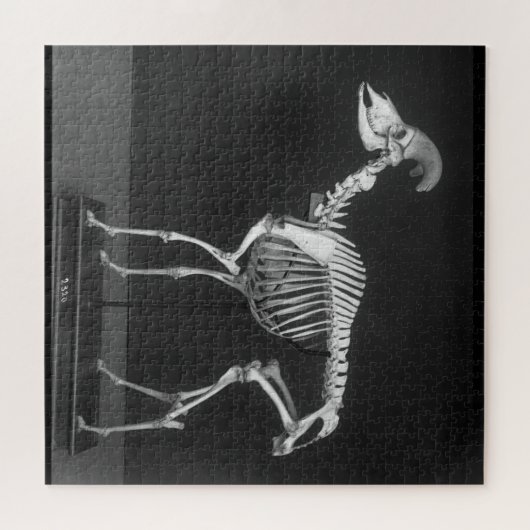 Creepy Bighorn Sheep Mounted Skeleton B&W Foto Puzzle (Horizontal)