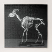 Creepy Bighorn Sheep Mounted Skeleton B&W Foto Puzzle (Vertikal)