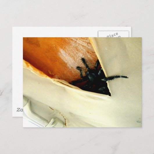 Creepy Crawler Postkarte (Vorne/Hinten)