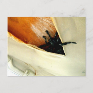 Creepy Crawler Postkarte