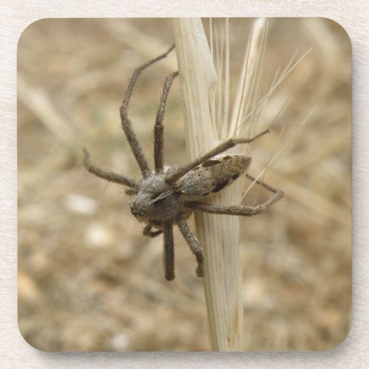 Creepy Crawly Spider Cork Untersetzer (Vorderseite)