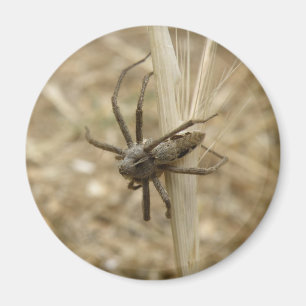 Creepy Crawly Spider Magnet