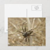 Creepy Crawly Spider Postcard Postkarte (Vorne/Hinten)