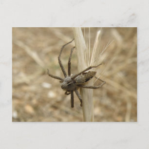 Creepy Crawly Spider Postcard Postkarte