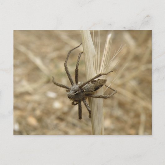 Creepy Crawly Spider Postcard Postkarte (Vorderseite)