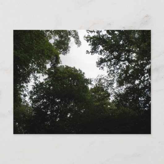 Creepy Forest Postcard Postkarte (Vorderseite)