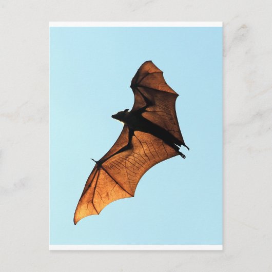 Creepy halloween fox (Fruchtfledermaus) Postkarte (Vorderseite)