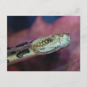 Creepy Snake Postkarte