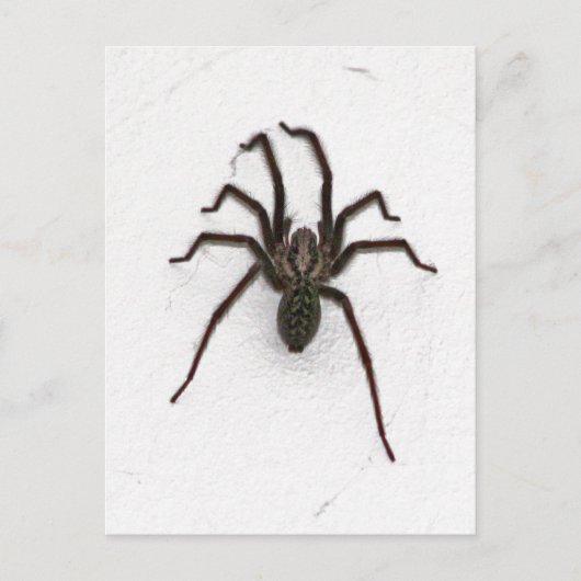 Creepy Spider Postkarte (Vorderseite)