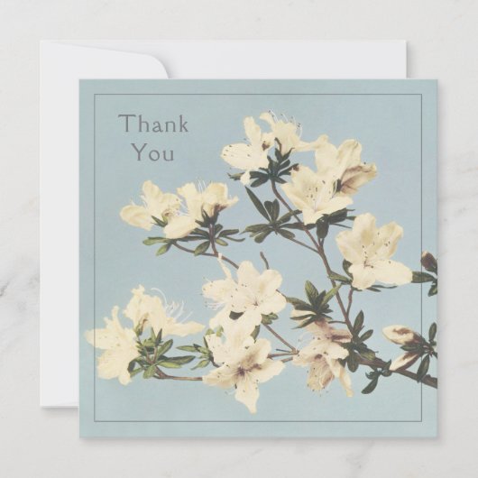 Creme Azalea Blume Dankeskarte (Vorderseite)