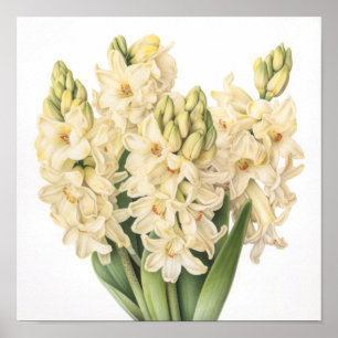 Creme Hyazinthen-Blumen-Kunstposter Poster