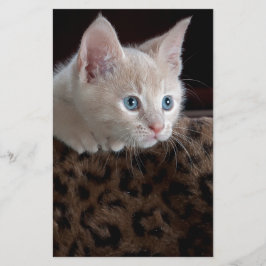 Creme Kitten mit schönen blauen Augen Briefpapier