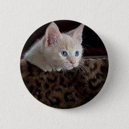 Creme Kitten mit schönen blauen Augen Button