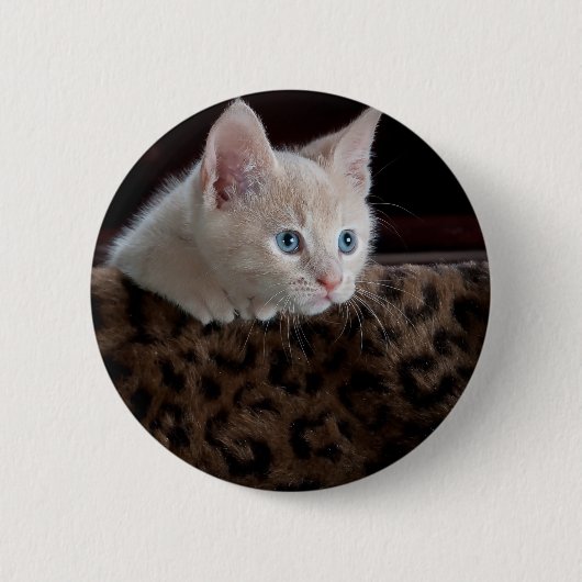 Creme Kitten mit schönen blauen Augen Button (Vorderseite)