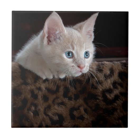 Creme Kitten mit schönen blauen Augen Fliese (Vorderseite)