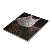 Creme Kitten mit schönen blauen Augen Fliese (Seite)