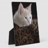 Creme Kitten mit schönen blauen Augen Fotoplatte (Seite)