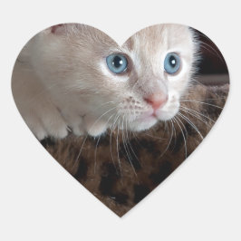 Creme Kitten mit schönen blauen Augen Herz-Aufkleber