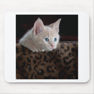 Creme Kitten mit schönen blauen Augen Mousepad