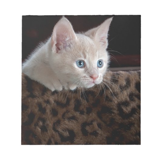 Creme Kitten mit schönen blauen Augen Notizblock (Vorderseite)