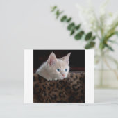 Creme Kitten mit schönen blauen Augen Postkarte (Stehend Vorderseite)