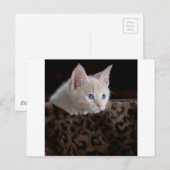Creme Kitten mit schönen blauen Augen Postkarte (Vorne/Hinten)