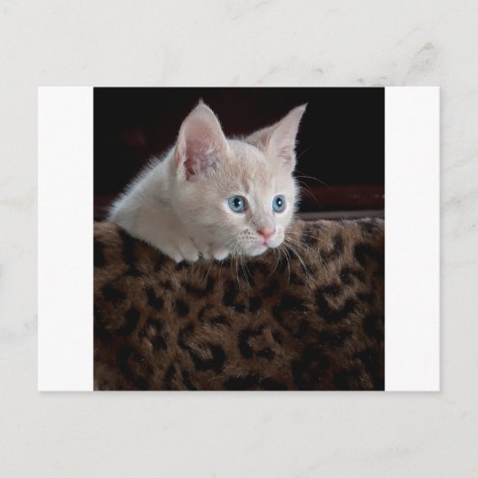 Creme Kitten mit schönen blauen Augen Postkarte (Vorderseite)